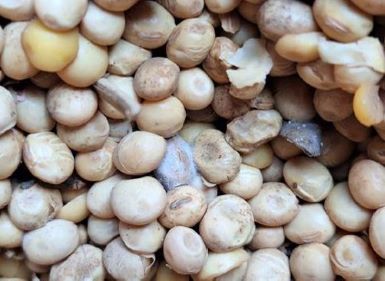 Loss prevention guidance on bulk soya bean cargo